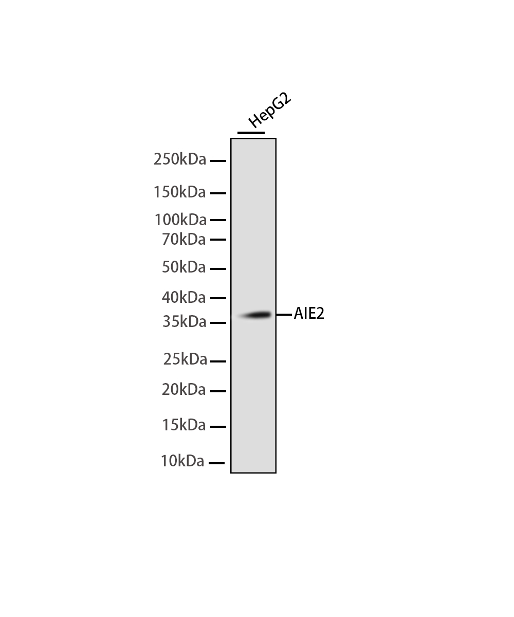 IPL-1/STK13/Aurora C Rabbit mAb