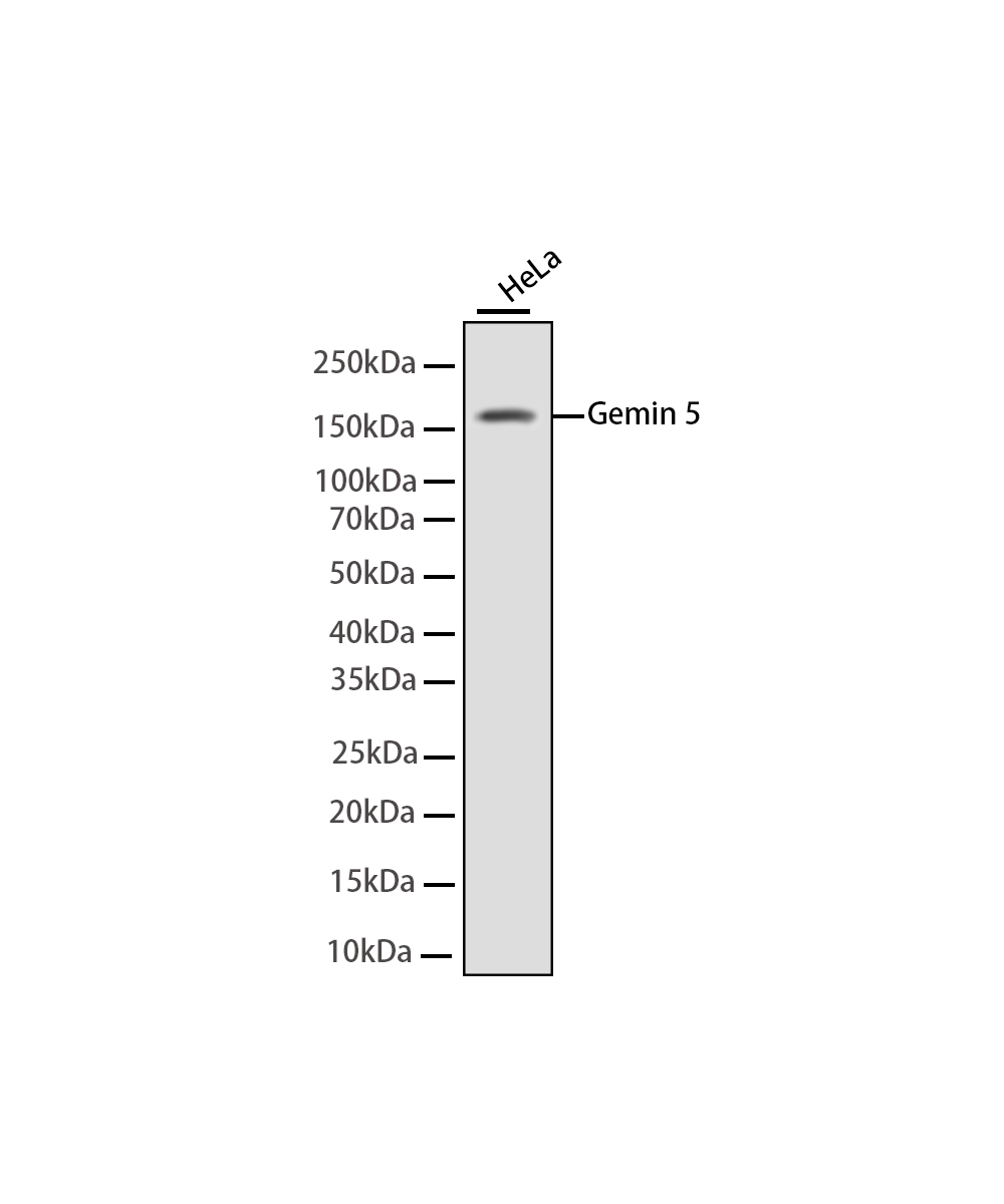 Gemin 5 Rabbit mAb