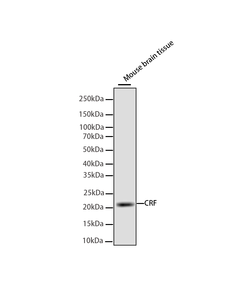 CRF Rabbit mAb