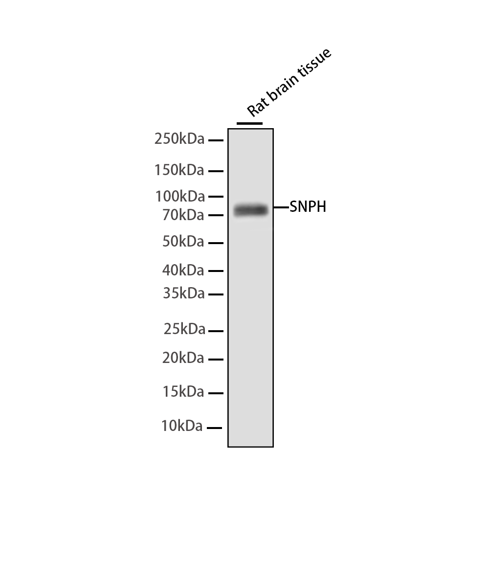 SNPH Rabbit mAb