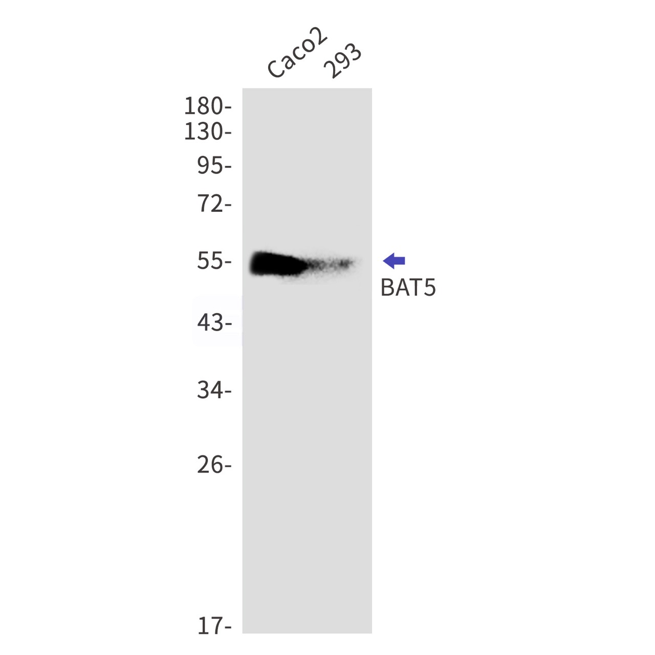 BAT5 Rabbit mAb