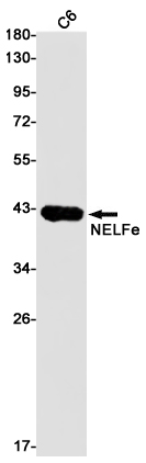 NELFe Rabbit mAb