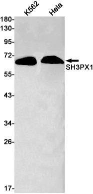 SH3PX1 Rabbit mAb