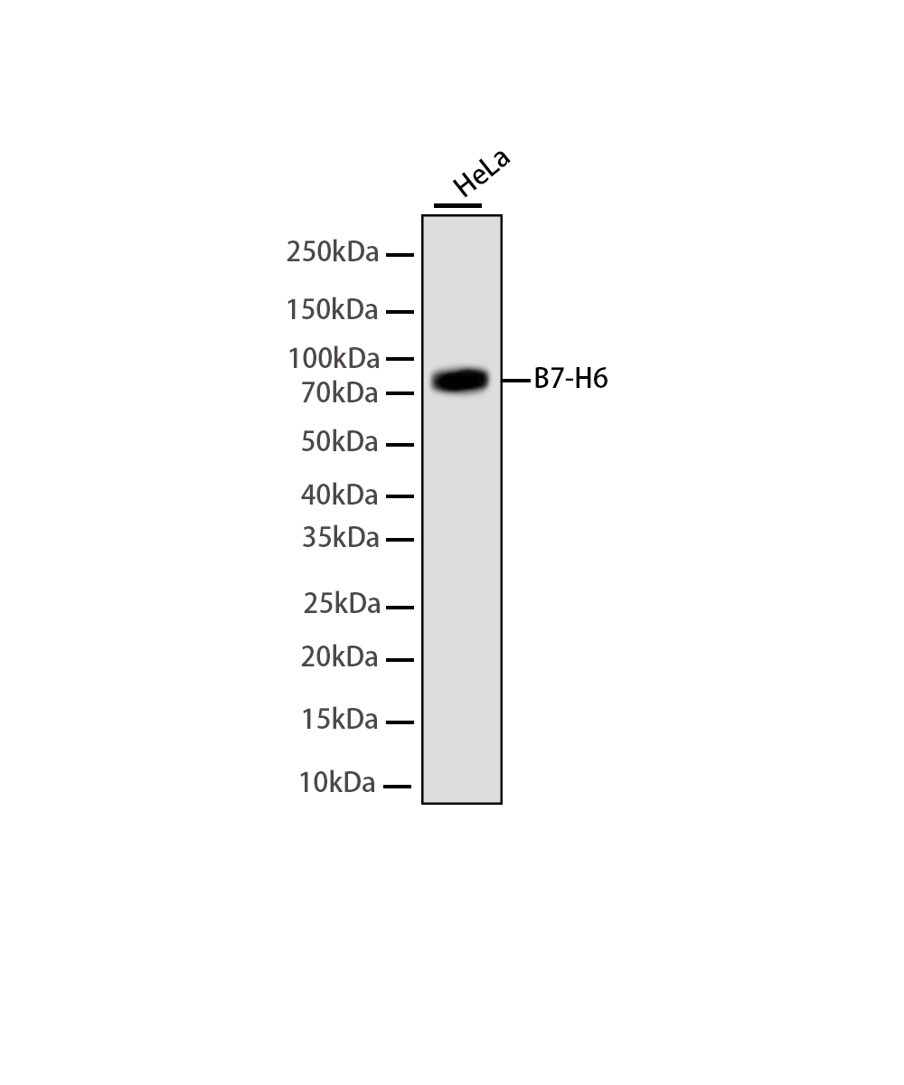 B7-H6 Rabbit mAb