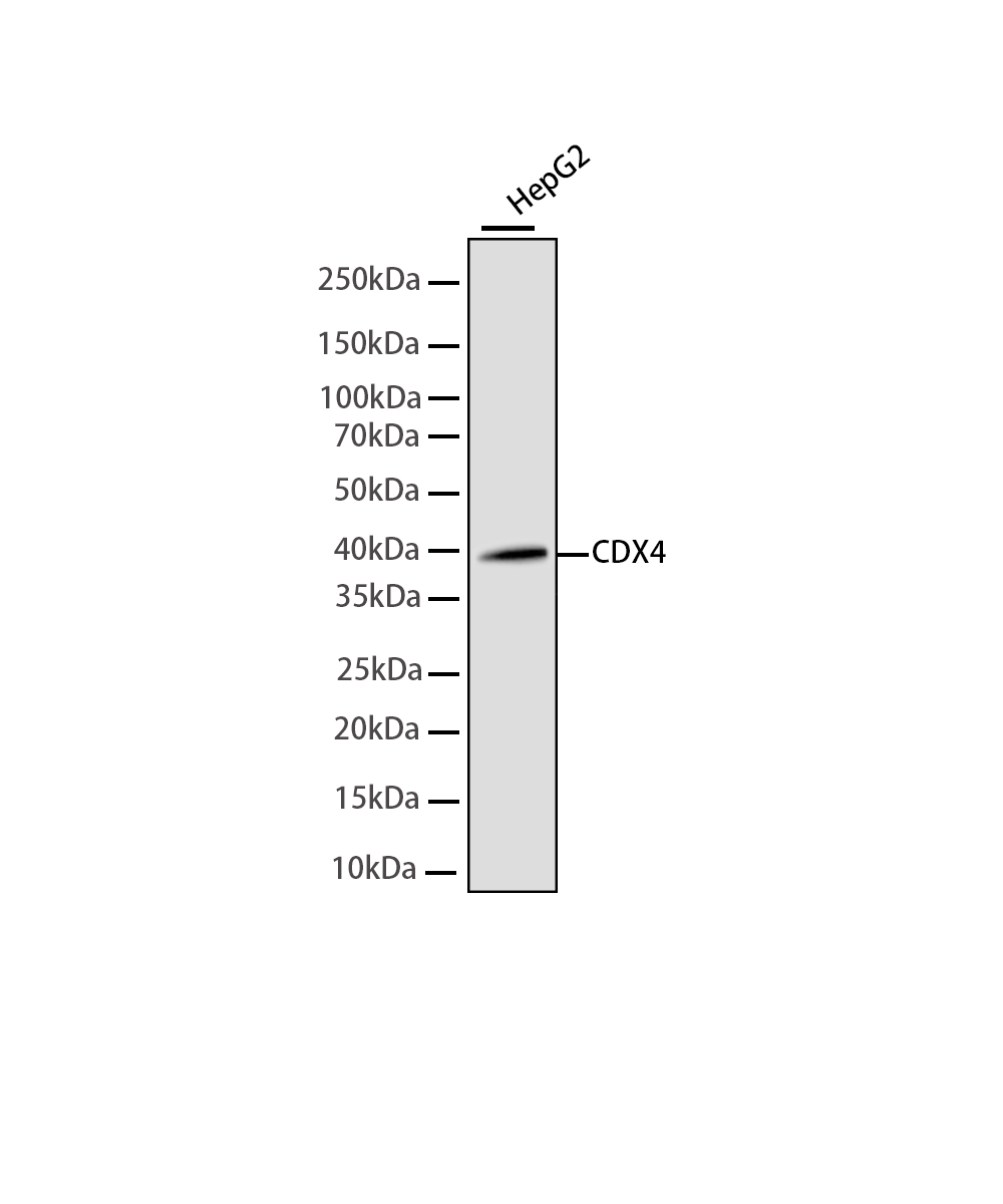CDX4 Rabbit mAb