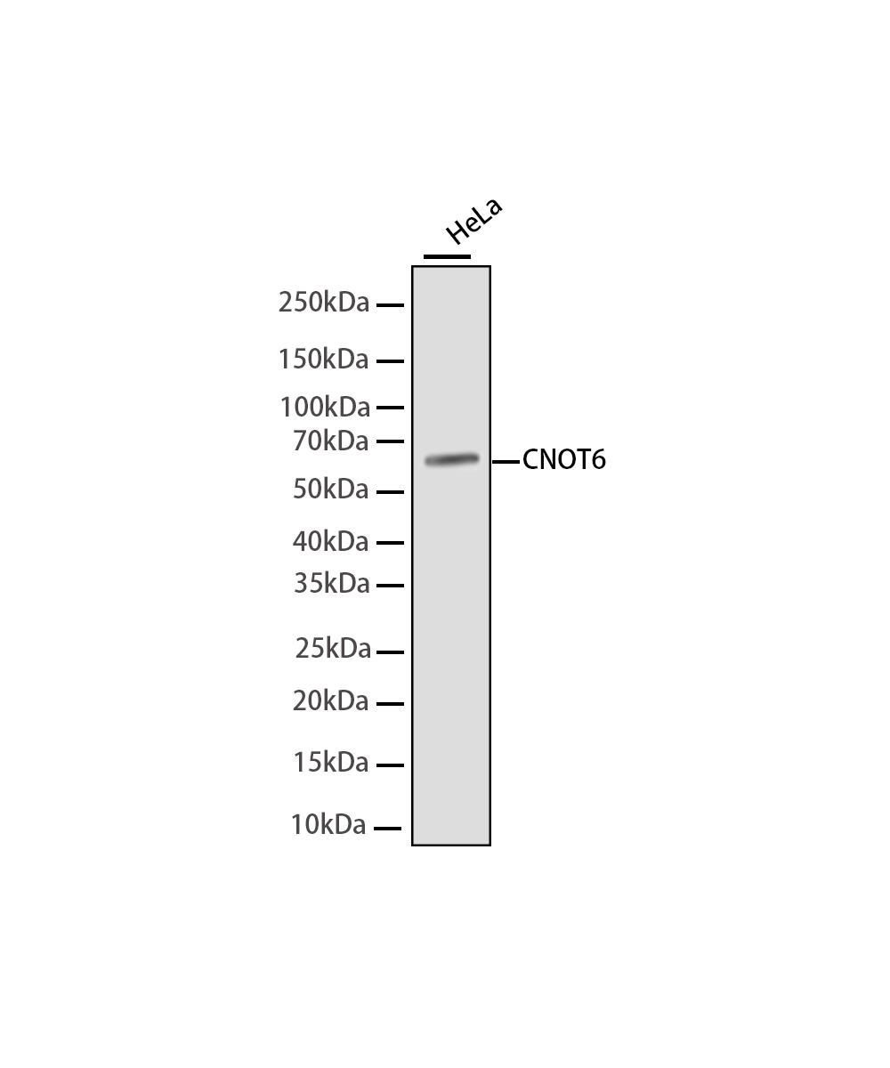 CNOT6 Rabbit mAb
