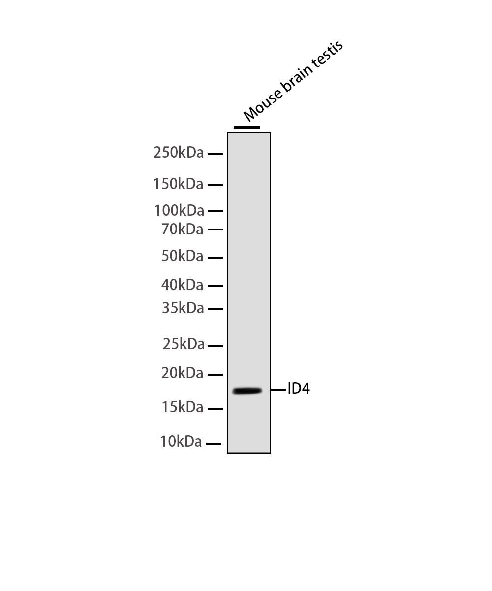 ID4 Rabbit mAb