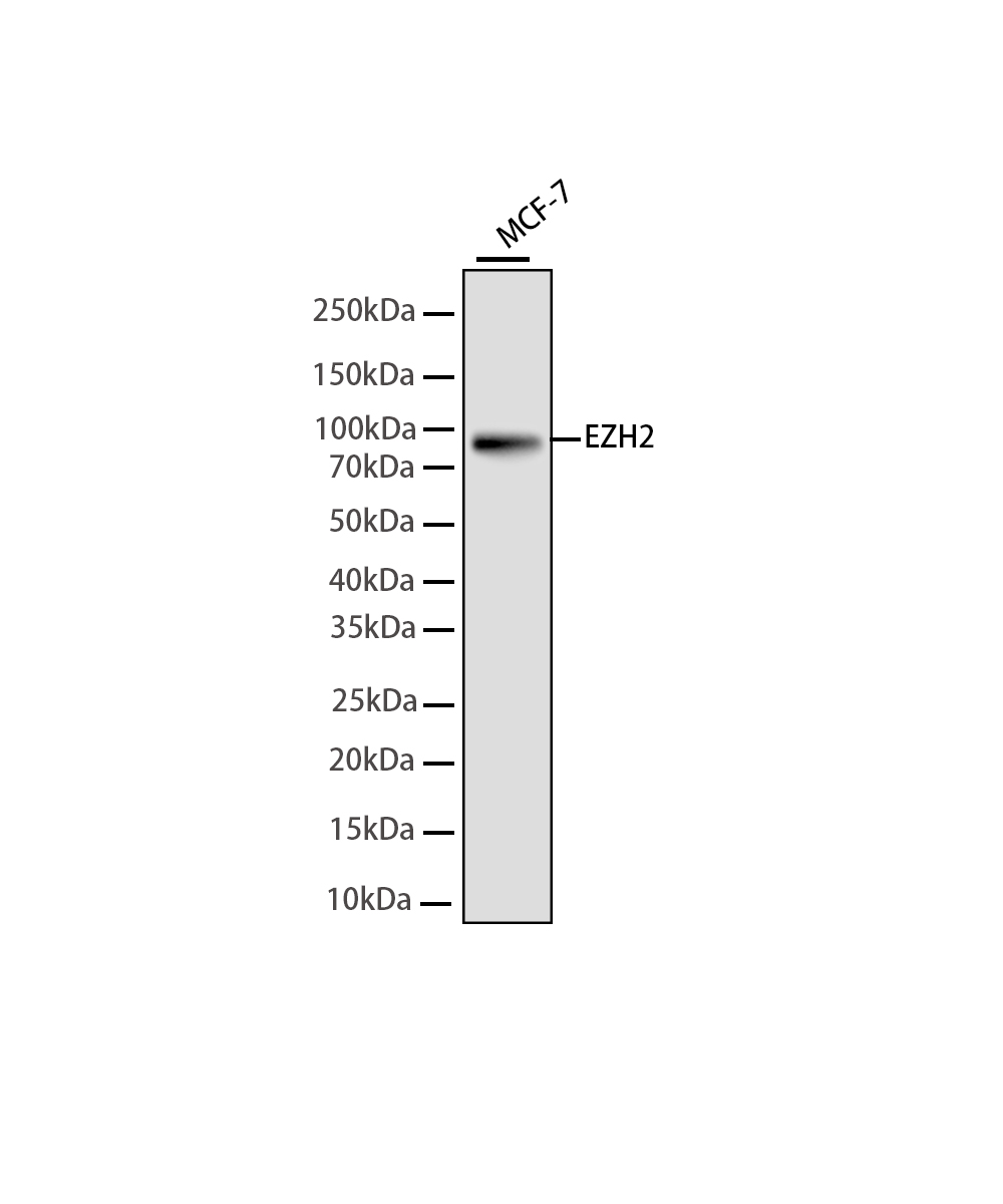 EZH2 Rabbit mAb