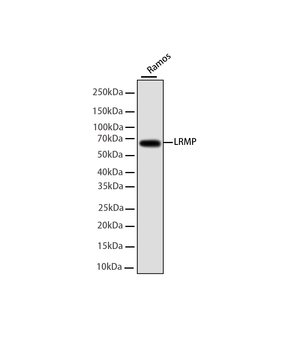 LRMP Rabbit mAb