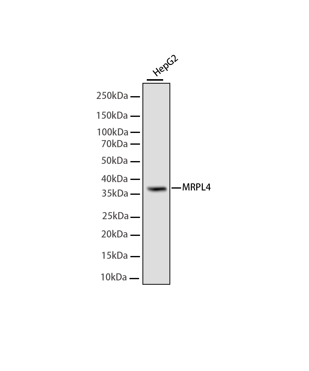 MRPL4 Rabbit mAb