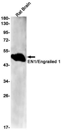 EN1/Engrailed 1 Rabbit mAb