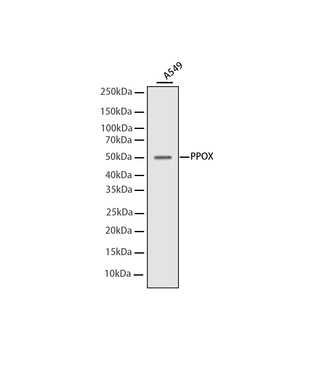 PPOX Rabbit mAb