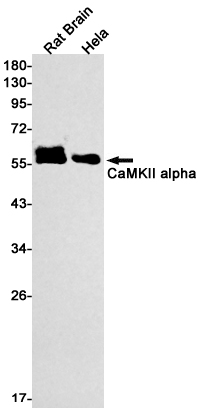 CaMKII Rabbit mAb