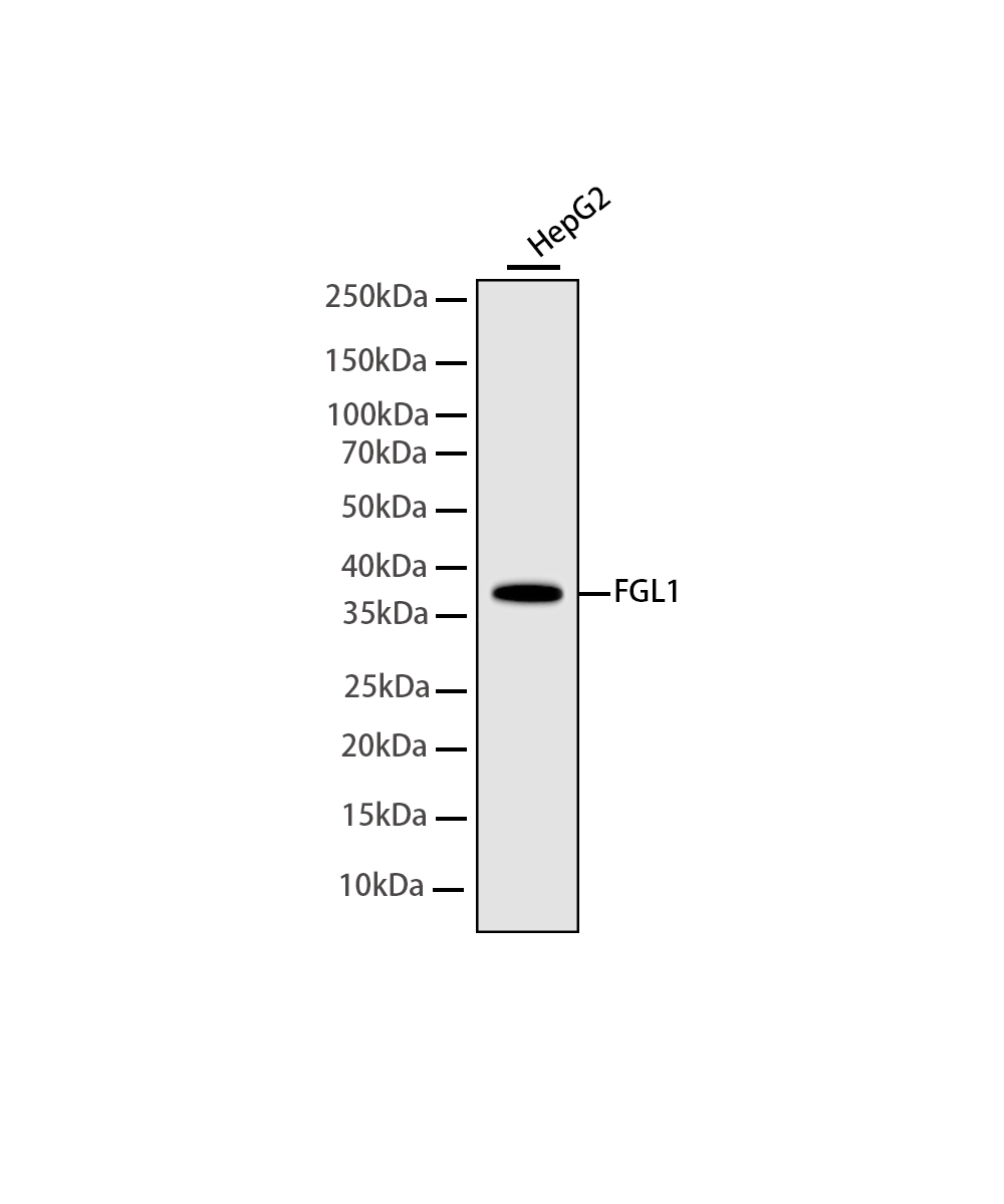 FGL1 Rabbit mAb