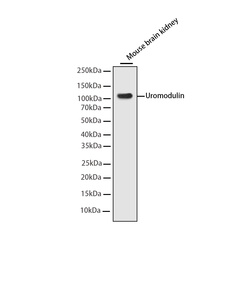 Uromodulin Rabbit mAb