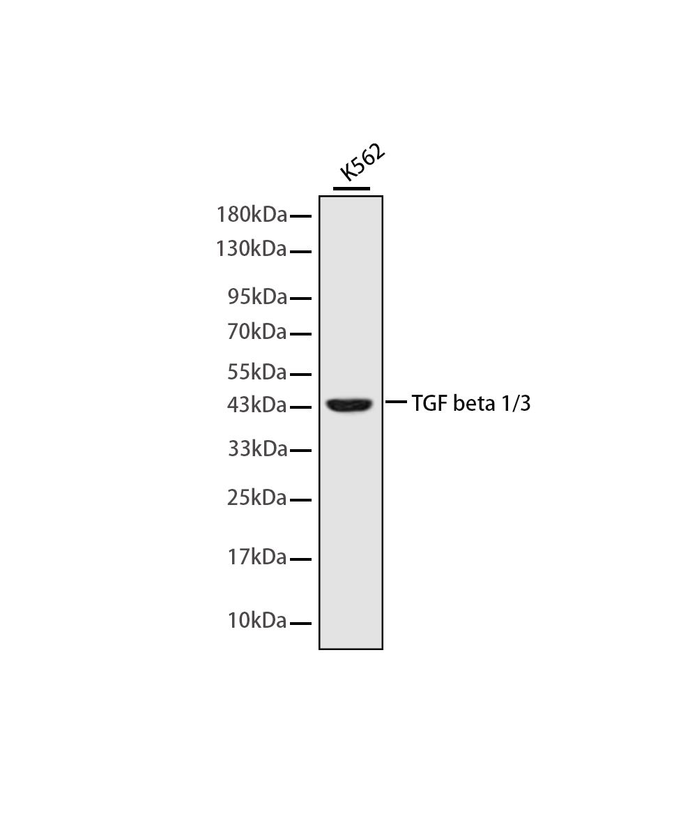 TGF beta 1/3 Rabbit mAb