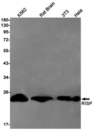 RISP Rabbit mAb