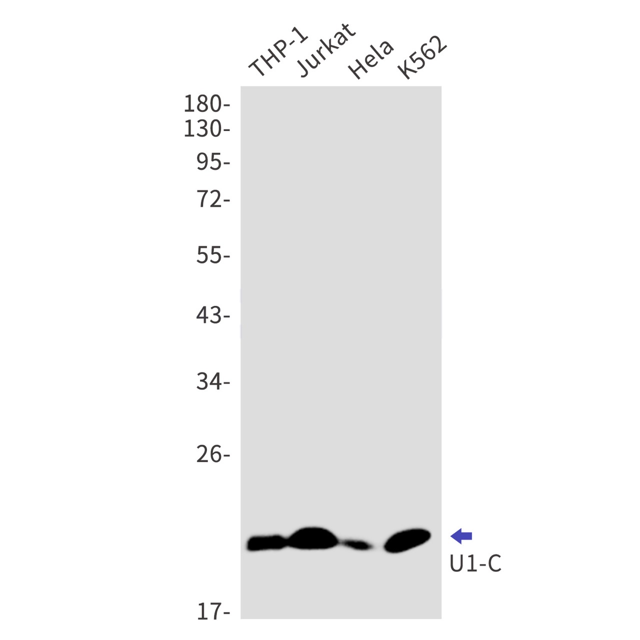 U1-C Rabbit mAb