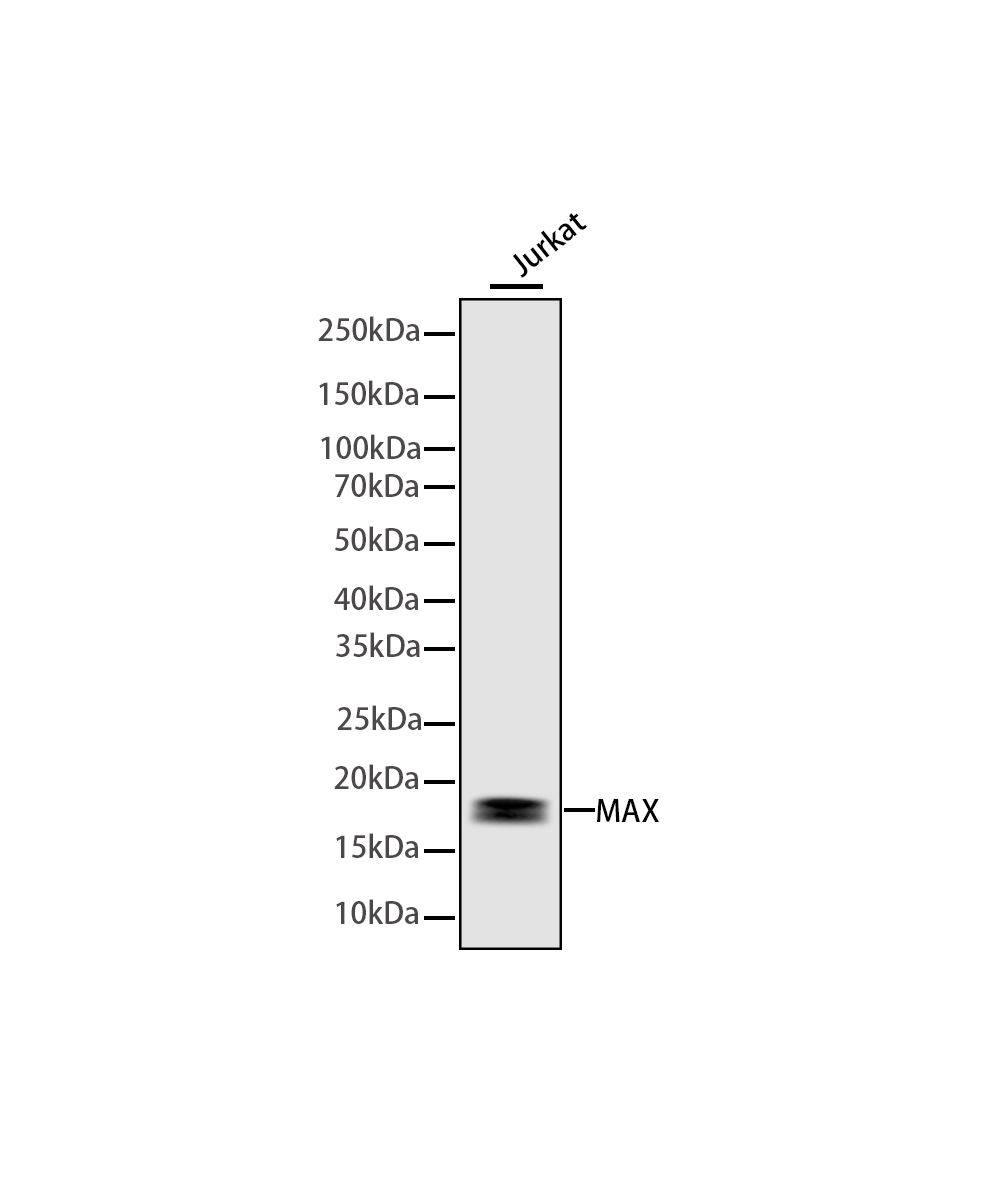 MAX Rabbit mAb