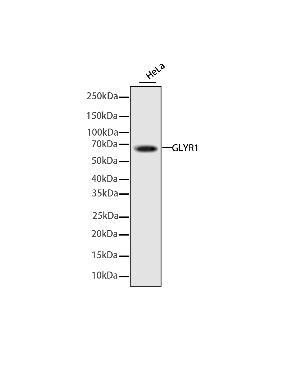 GLYR1 Rabbit mAb