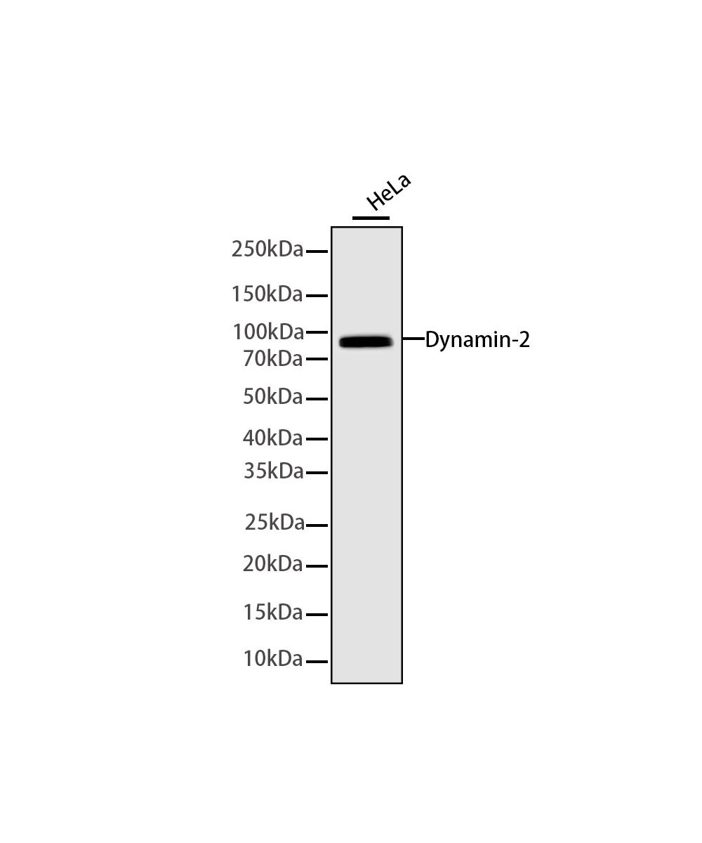 Dynamin-2 Rabbit mAb