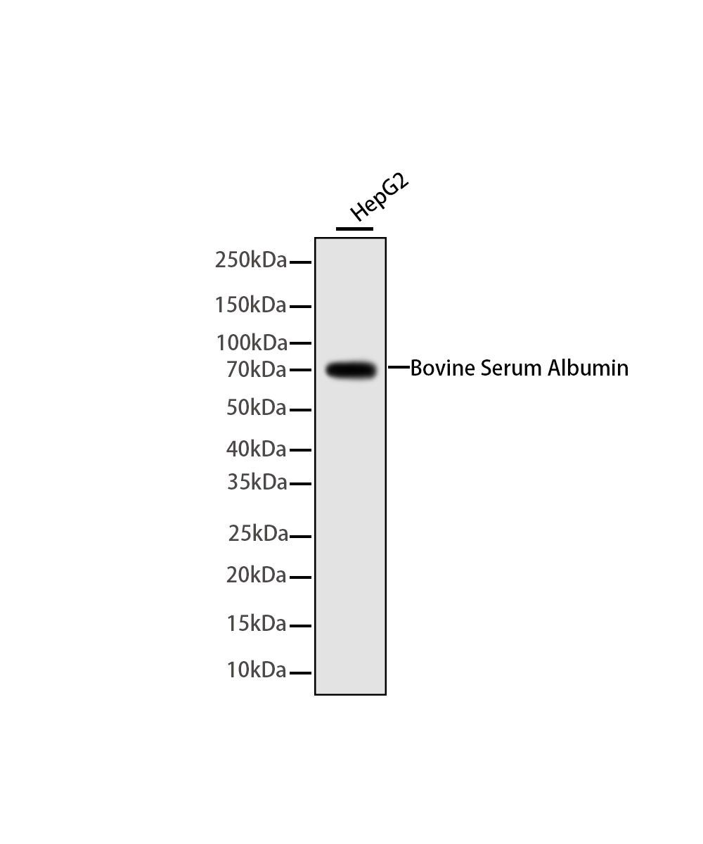 Bovine Serum Albumin Rabbit mAb