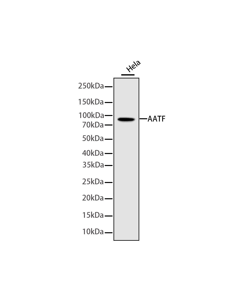 AATF Rabbit mAb