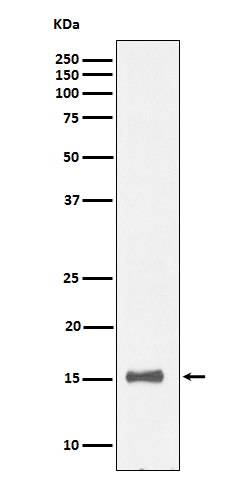 IL13 Rabbit mAb