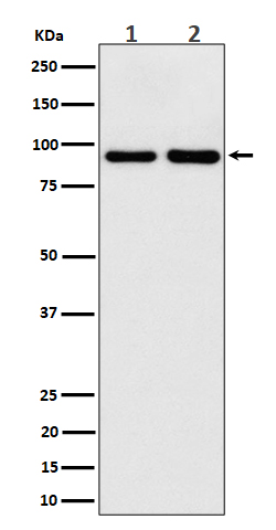 CSDE1 Rabbit mAb