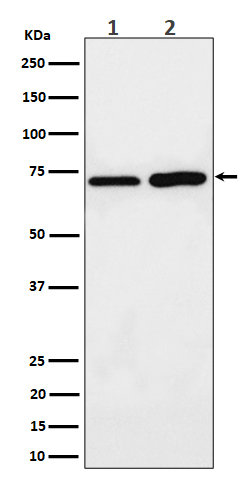 PREPL Rabbit mAb