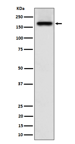 SARA Rabbit mAb