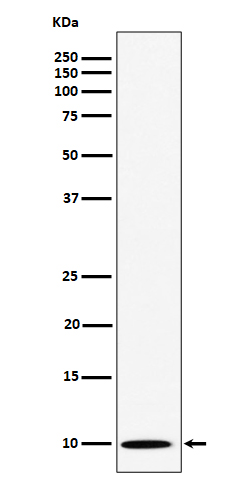 NOP10 Rabbit mAb