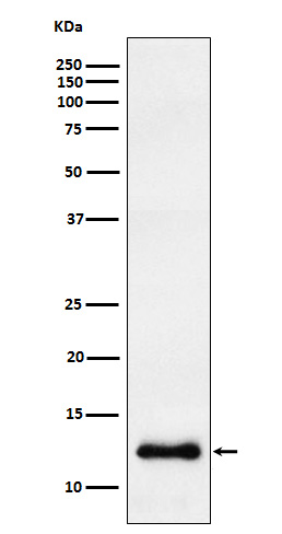 CCL23 Rabbit mAb