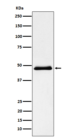 Pancreatic Lipase Rabbit mAb