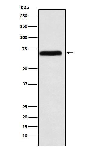 NXF1 Rabbit mAb
