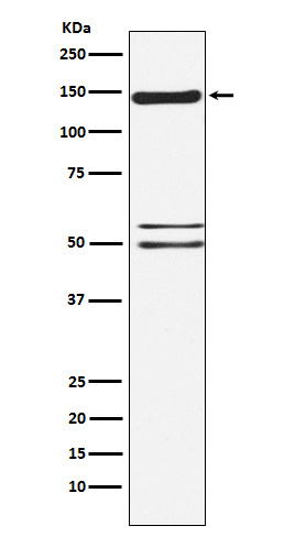 SynGAP Rabbit mAb