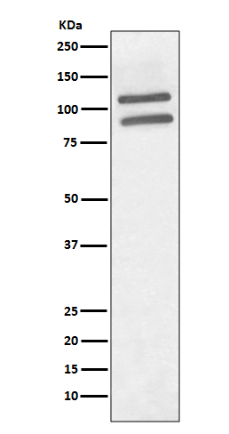 PML Rabbit mAb