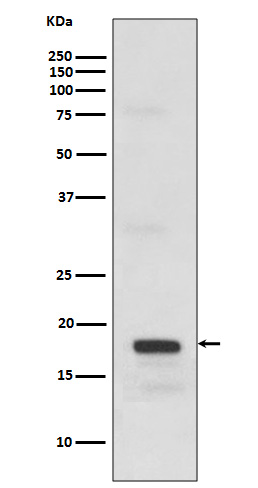 SCF Rabbit mAb