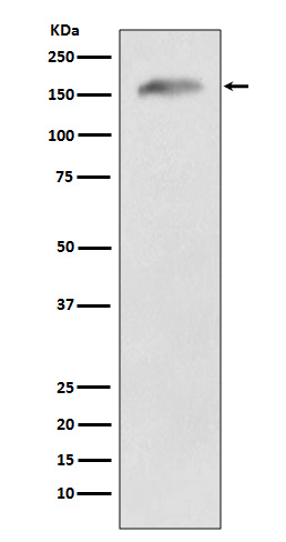 APC Rabbit mAb