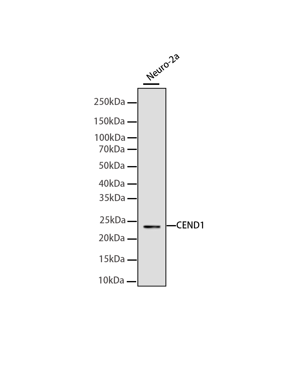 CEND1 Rabbit mAb