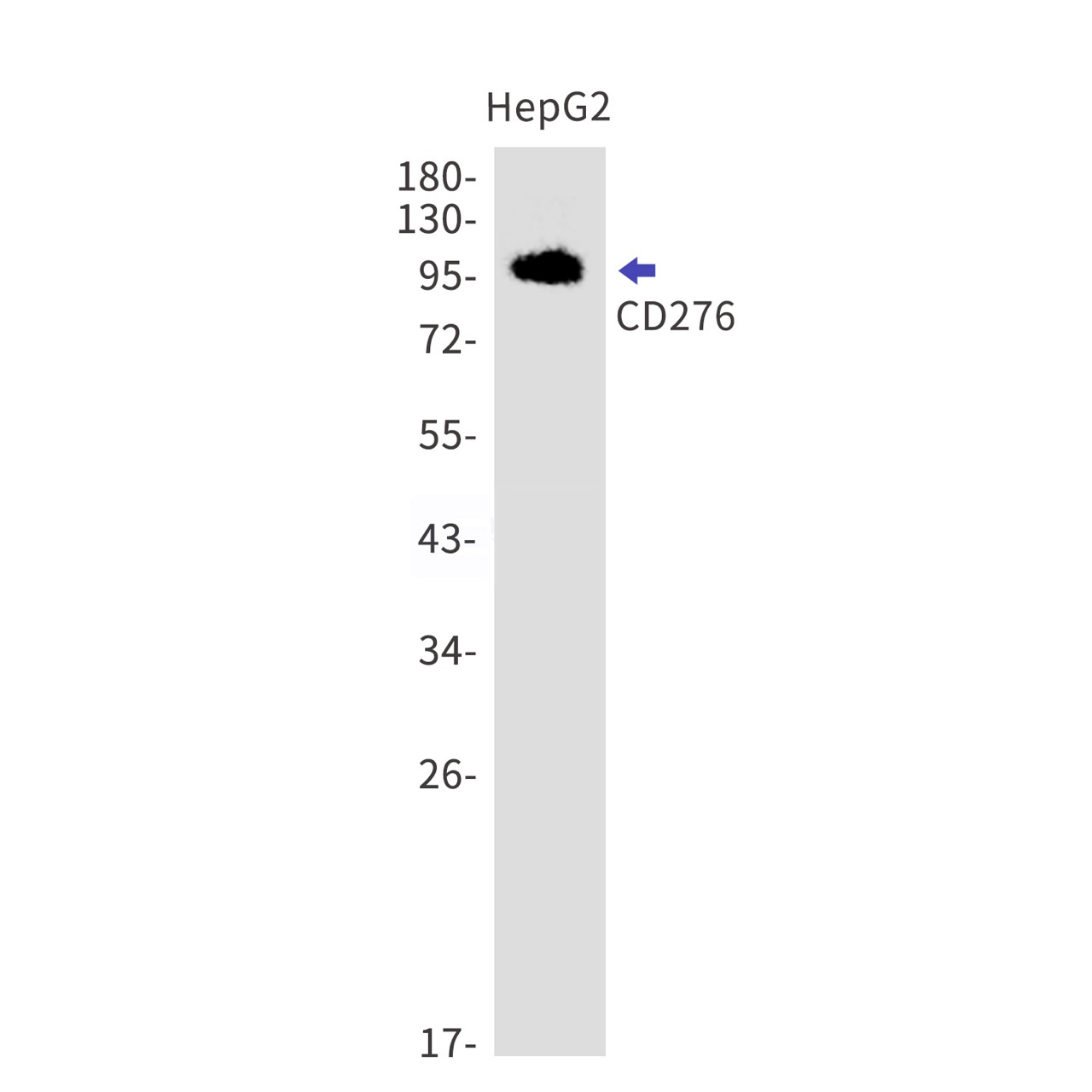 CD276 Rabbit mAb