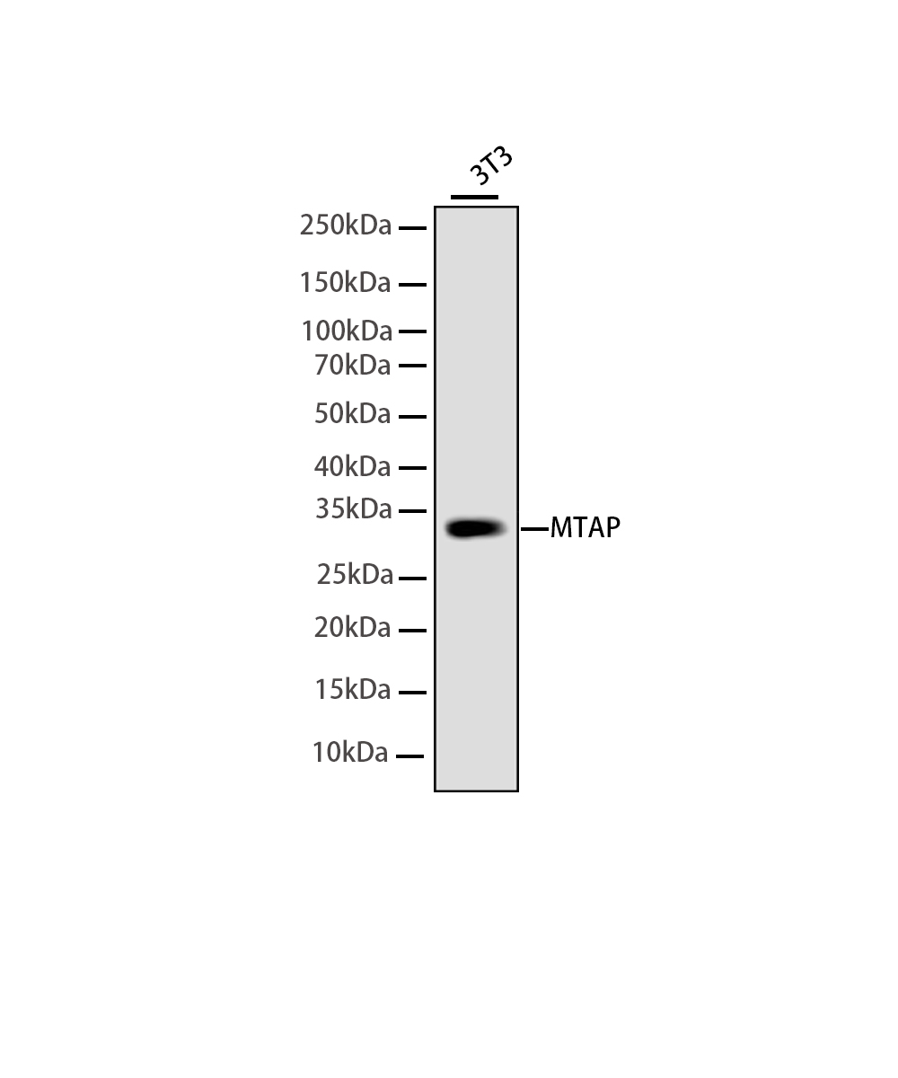 MTAP Rabbit mAb