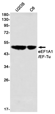 eEF1A1 Rabbit mAb