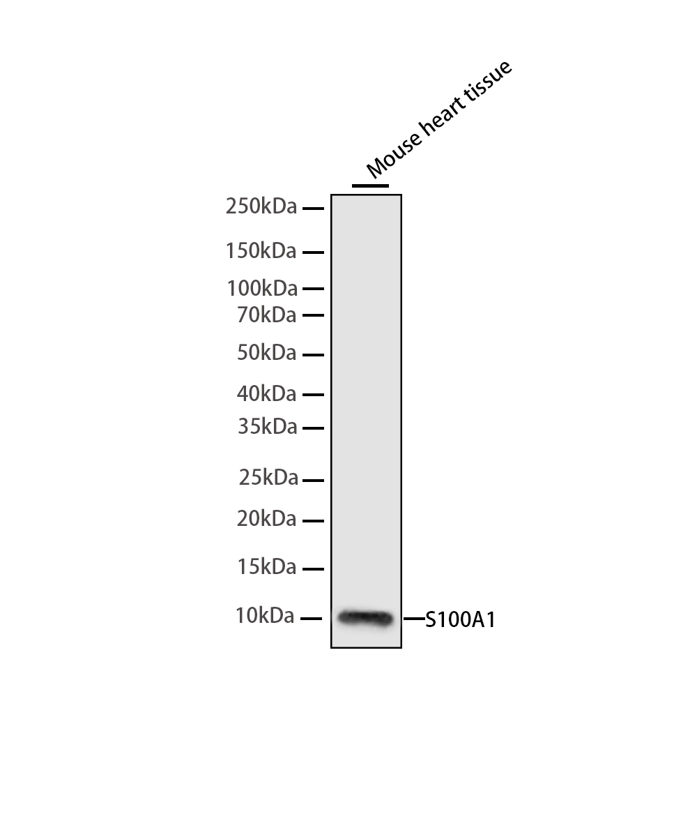 S100A1 Rabbit mAb