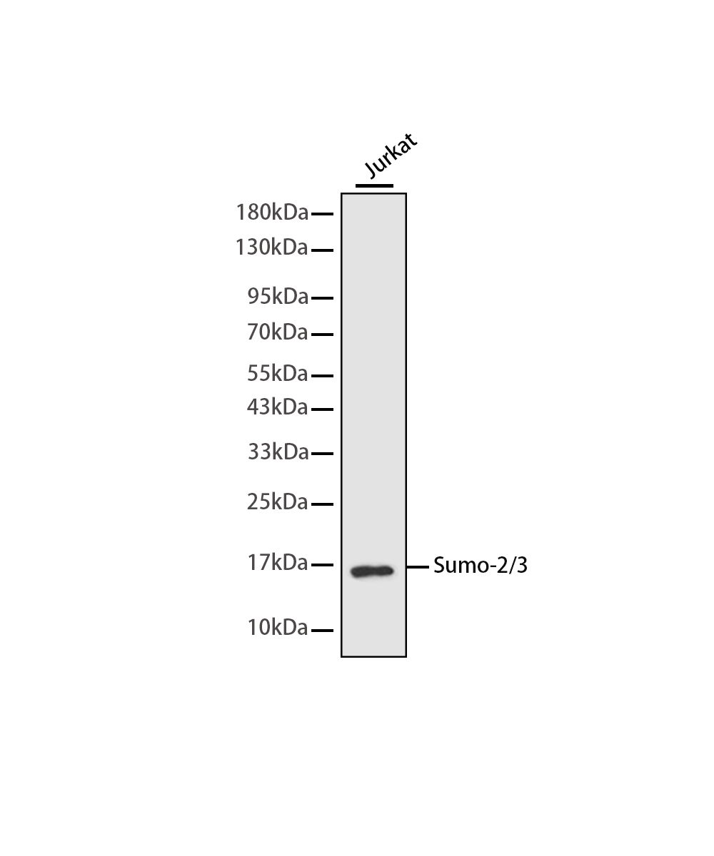 Sumo-2/3 Rabbit mAb