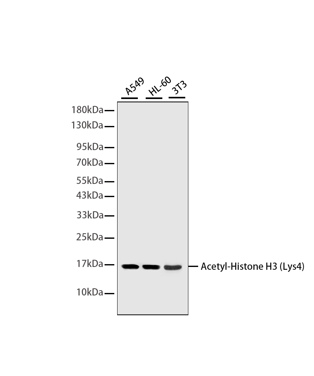Acetyl-Histone H3 (Lys4)Rabbit Monoclonal Antibody