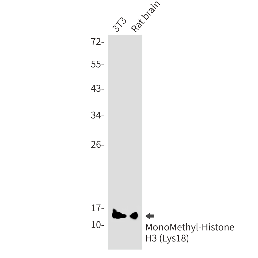 MonoMethyl-Histone H3 (Lys18) Rabbit Monoclonal Antibody