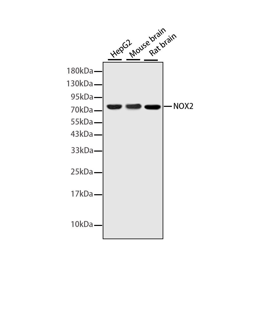 NOX2 Rabbit mAb