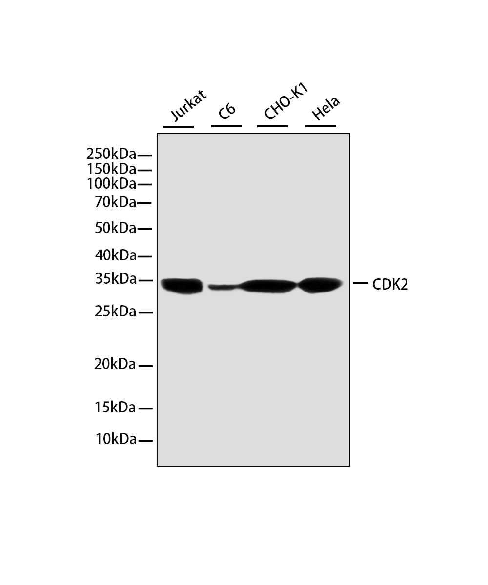 CDK2 Rabbit mAb