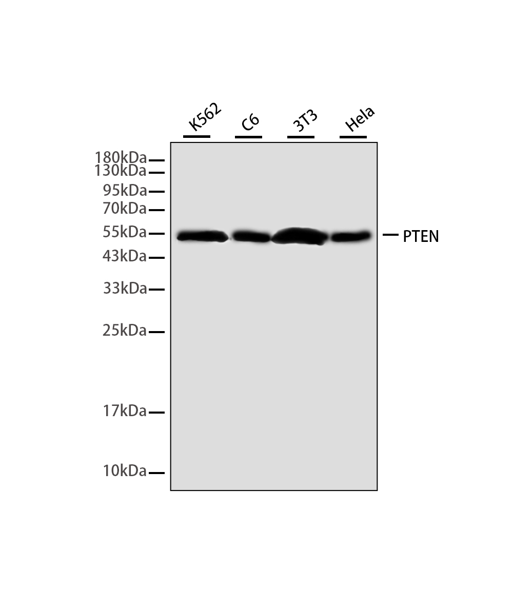PTEN Rabbit mAb